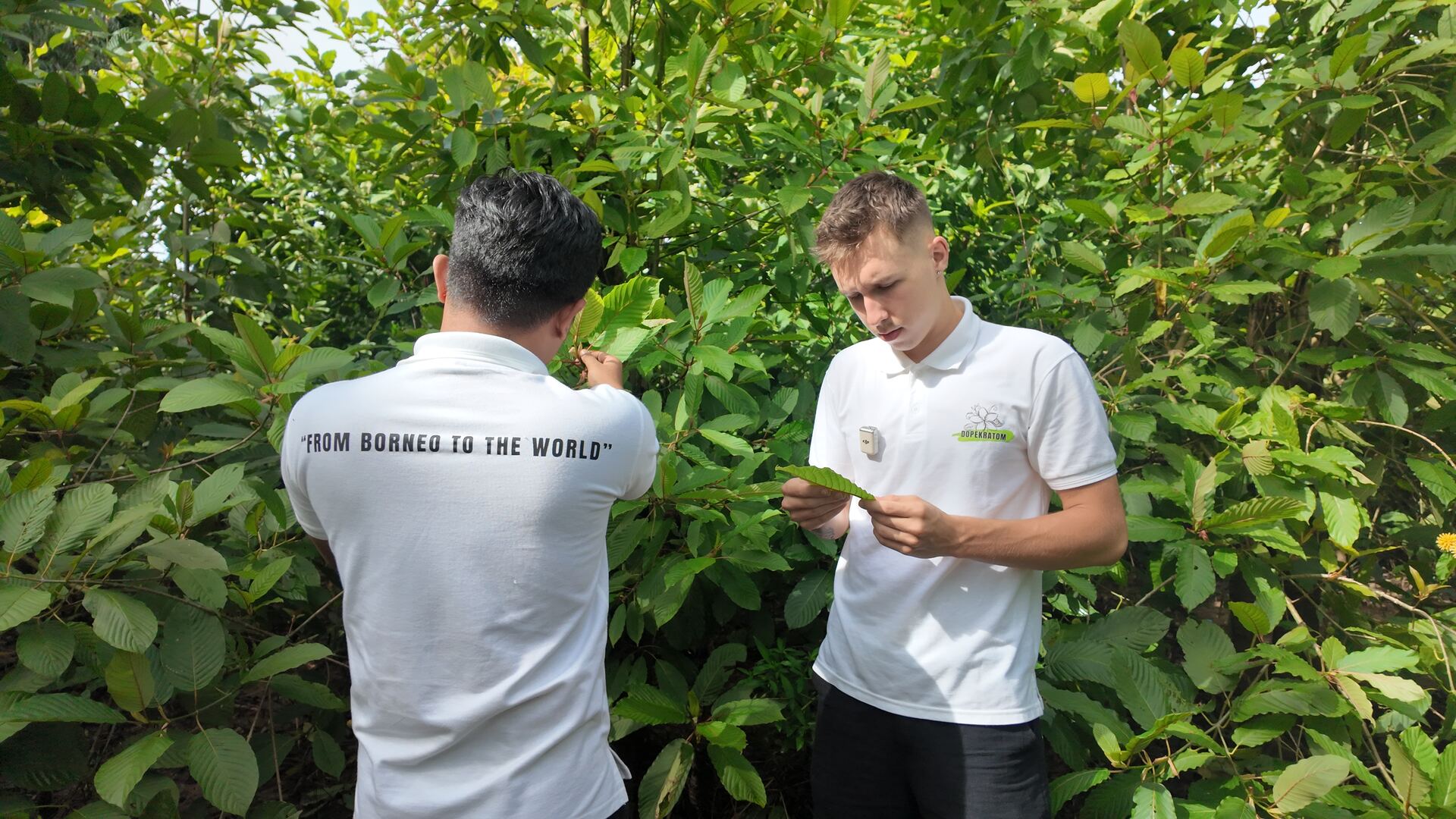 Inspecting kratom leaves in the field