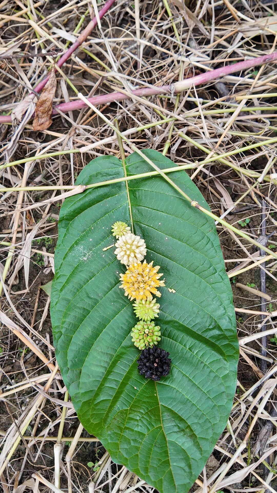 Kratom leaf with flower stages