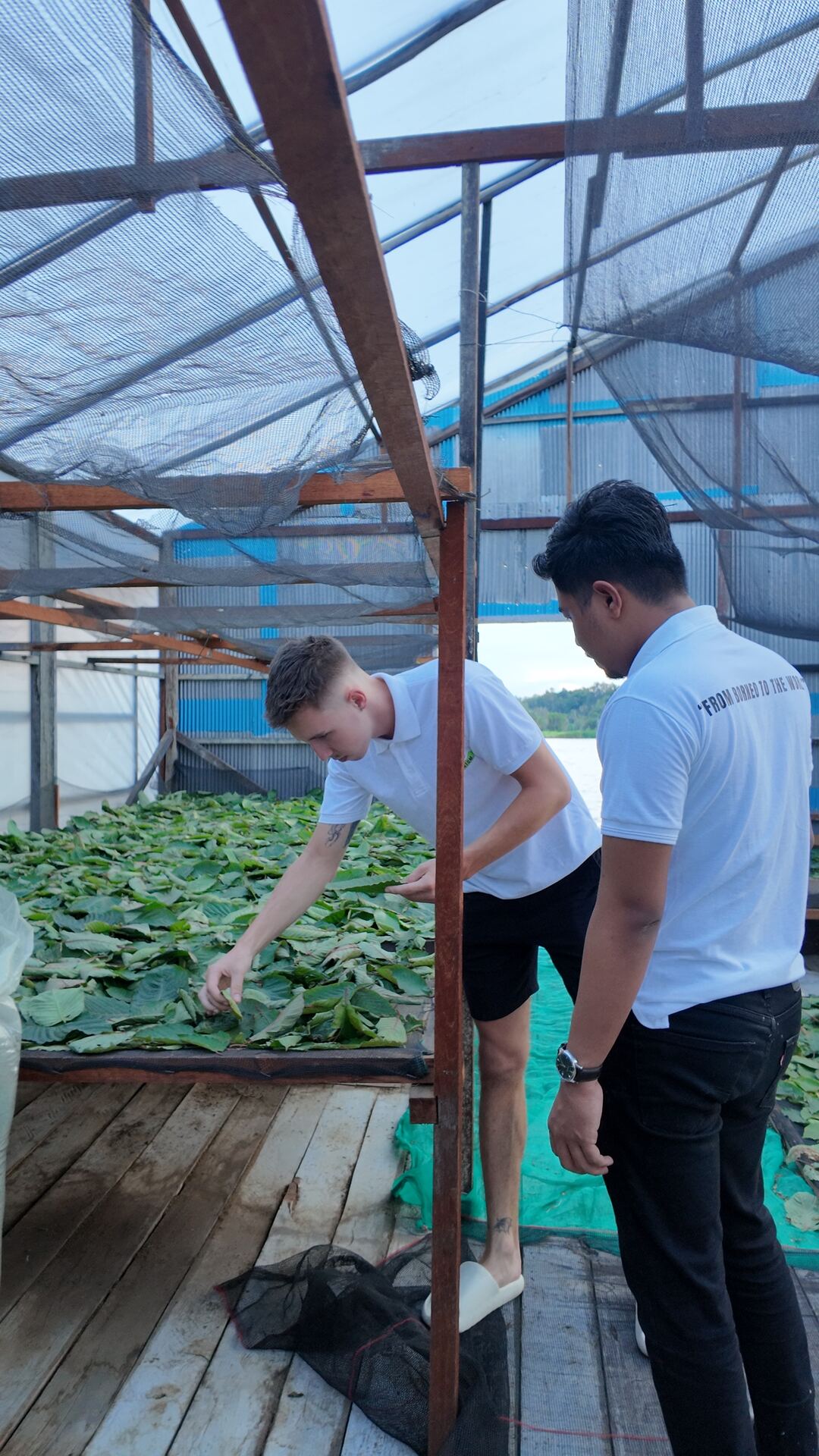 Kratom leaves drying under shade netting